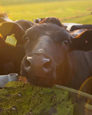 爵士牛排西餐加盟采用新西兰进口牛肉，安全可靠